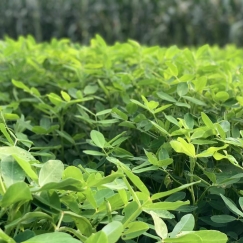 Qingdao Green-tech Biotechnology Co.,Ltd.