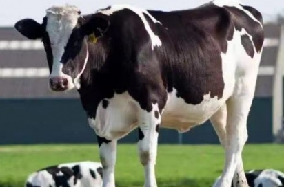  Enzymes for Feed Industry